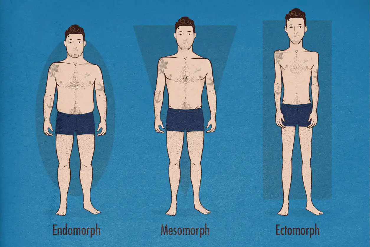 Exploring the Distinctive Traits of Ectomorphs, Mesomorphs, and Endomorphs